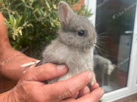 Ready now Netherland dwarf babies