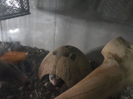 I will take unwanted reptile