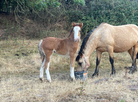 Irish X Filly  Foal
