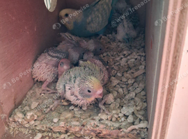 Budgie