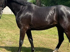 SOSTENUTO 16.3hh | 6-Year-Old Black Gelding
