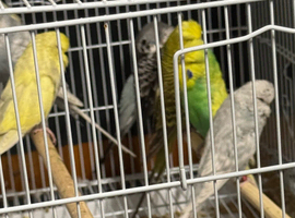 10 Budgies