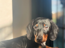 Dog for stud