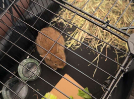 6 Weeks Female Bunny