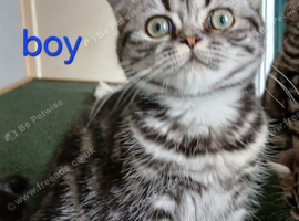 British shorthair kittens