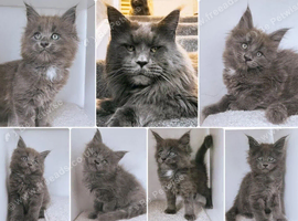 Blue Maine coon kittens - DNA health tested parents
