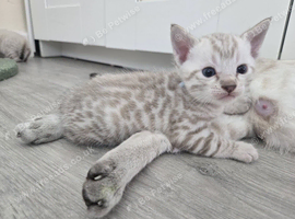 snow bengal kittens