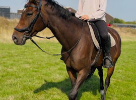 15.2 7 year old genuine mare.