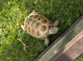 male tortoise for rehoming
