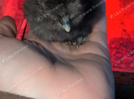 Silkie chicks day old
