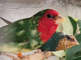Proven pair of redfaced parrot finch &pound;130