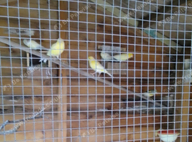 9 & Adult young Canaries & 1 pair Bengalese Finches