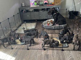 Staffordshire bull terrier pups