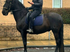 ANCCE registered 5 year old Andalusian gelding