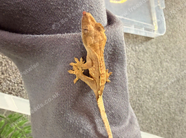 Crested geckos available