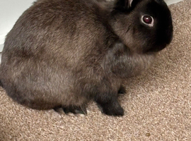 Dwarf Netherland rabbit
