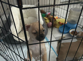 Selling a small puppy, a female.