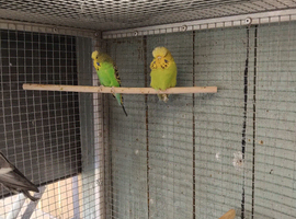 Few hens and cocks
