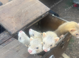 5 ferrets for sale