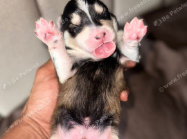 ️ OUR BEAUTIFUL POMSKY PUPPIES HAVE ARRIVED! ️