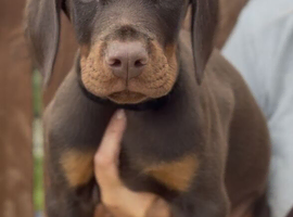 European dobermann brown puppy