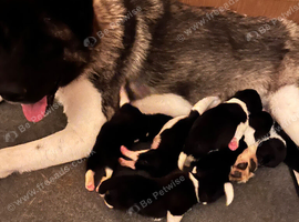 AKITA PUPS FROM KC REG REG PARENTS.
