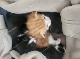 Kittens