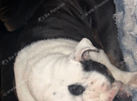 Beautiful British Bulldog