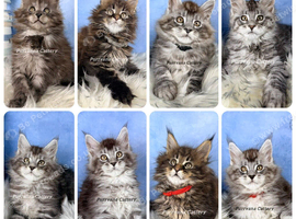 TICA registered adorable Maine coon kittens Ready Now