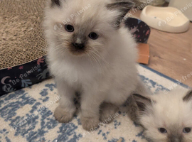Ragdoll kittens ready now