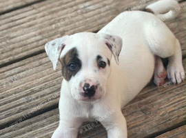 Bullgreyhound