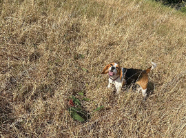 Beagle female