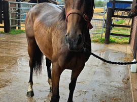 2yr Irish filly