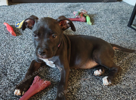 2 female pups for sale