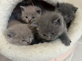 Kitten Bsh