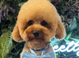 Stud KC Toy Poodle Extensively health tested