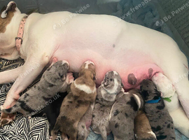 Half staff half Alaskan malamute puppies