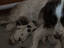 Springer spaniel pups