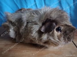 Pet female guinea pig
