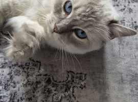Ragdoll kittens