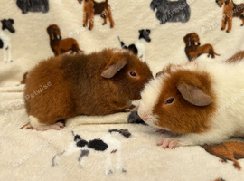 3 teddy boars