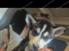 Siberian husky puppies