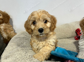 Gorgeous Cavapoochon puppies