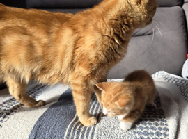 Kittens