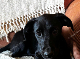 Labrador x collie