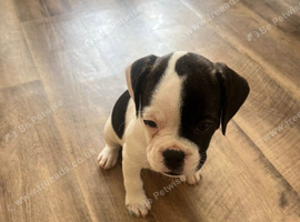 We have  adorable 1 girl left