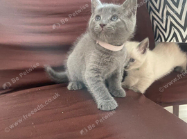10 beautifull kittens ️ looking forever homes