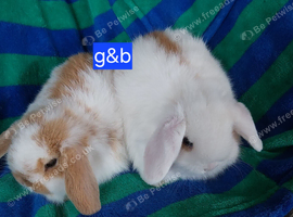 Mini lops for sale