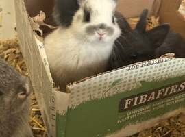 2 male Netherland dwarfs for sale