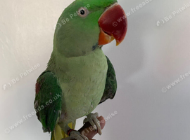 Hand tame Alexandrian parrot